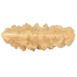 1 Mukhi Rudraksha 36.4mm 3.69gm - Rudraksha back