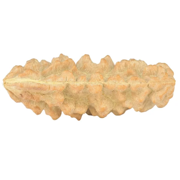 1 Mukhi Rudraksha 36.4mm 3.69gm - Rudraksha back