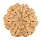 7 Mukhi Rudraksha 27mm 6.23gm - Rudraksha back