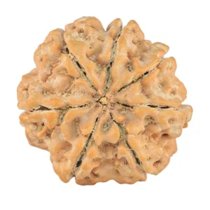 7 Mukhi Rudraksha 27mm 6.23gm - Rudraksha back