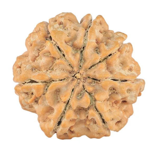 7 Mukhi Rudraksha 27mm 6.23gm - Rudraksha back