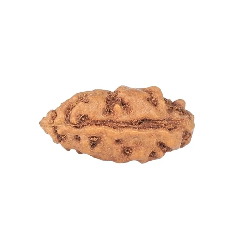 1 Mukhi Rudraksha 11.6mm 0.18gm - Rudraksha back