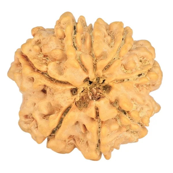 8 Mukhi Rudraksha 23.1mm 3.47gm - Rudraksha back