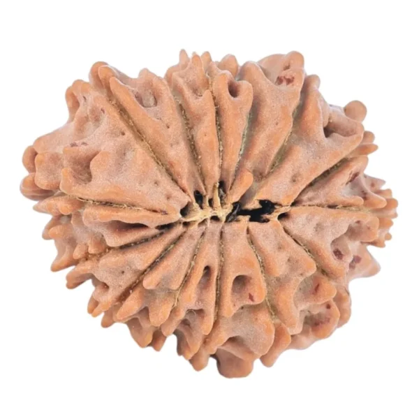 14 Mukhi Rudraksha 22.4mm 2.59gm - Rudraksha back