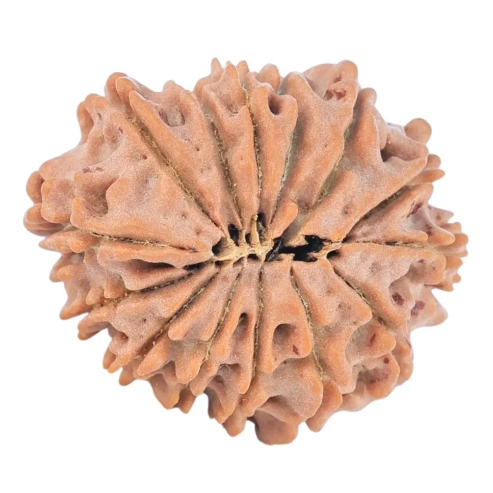 14 Mukhi Rudraksha 22.4mm 2.59gm - Rudraksha back
