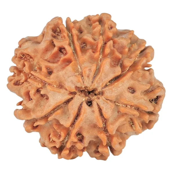 8 Mukhi Rudraksha 23.5mm 3.7gm - Rudraksha back