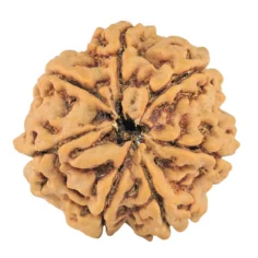 7 Mukhi Rudraksha 27.1mm 6.58gm - Rudraksha back