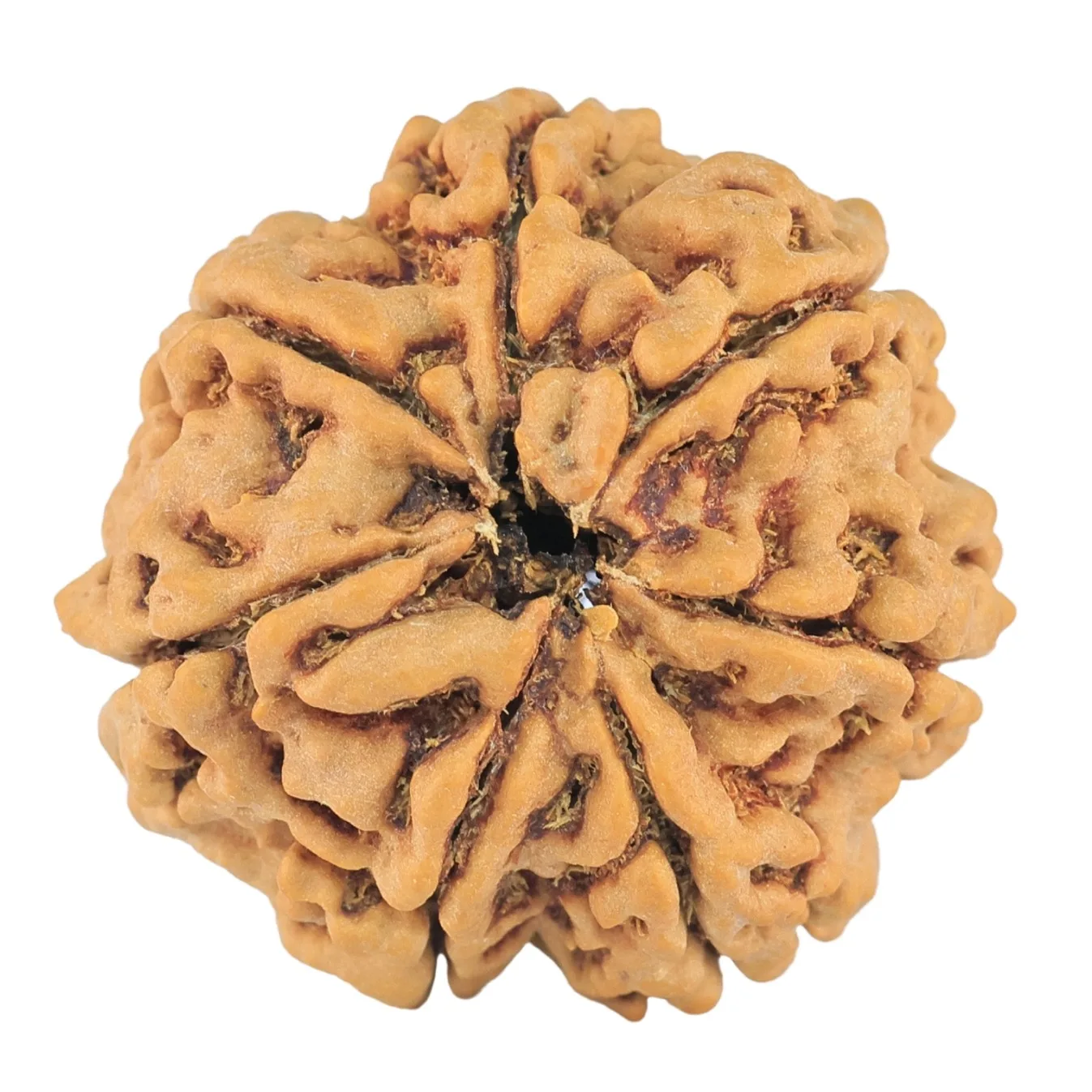 7 Mukhi Rudraksha 27.1mm 6.58gm - Rudraksha back