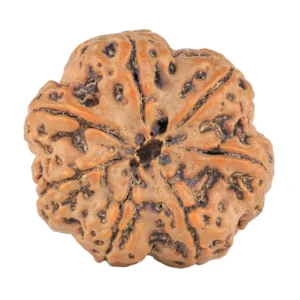 7 Mukhi Rudraksha 28.5mm 6.84gm - Rudraksha back
