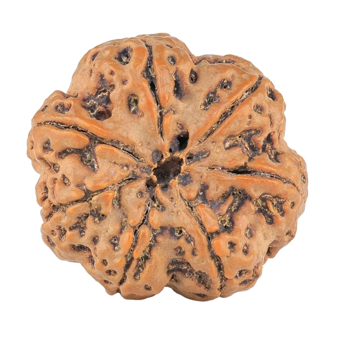 7 Mukhi Rudraksha 28.5mm 6.84gm - Rudraksha back
