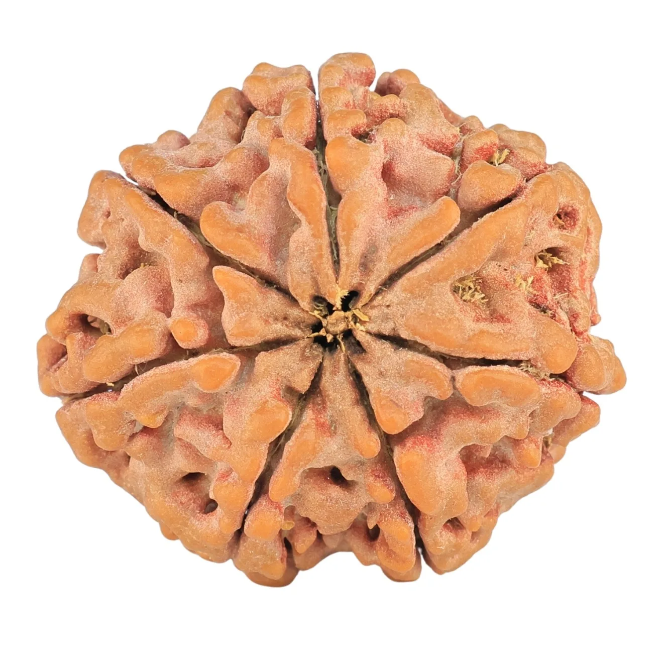 7 Mukhi Rudraksha 27.3mm 6.44gm - Rudraksha back