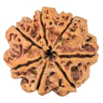 7 Mukhi Rudraksha 27mm 4.71gm - Rudraksha back