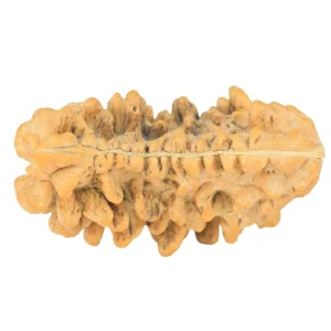 1 Mukhi Rudraksha 34mm 5.9gm - Rudraksha back