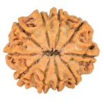 10 Mukhi Rudraksha 24.5mm 3.93gm - Rudraksha back