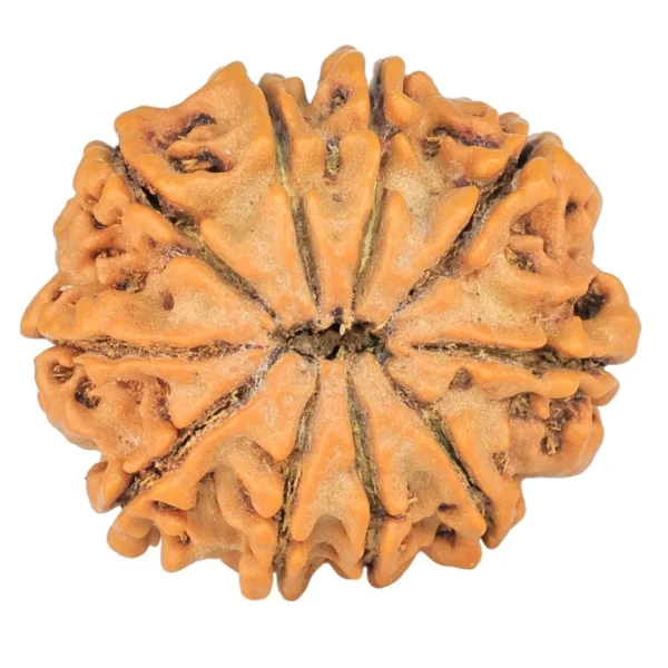 10 Mukhi Rudraksha 24.5mm 3.93gm - Rudraksha back