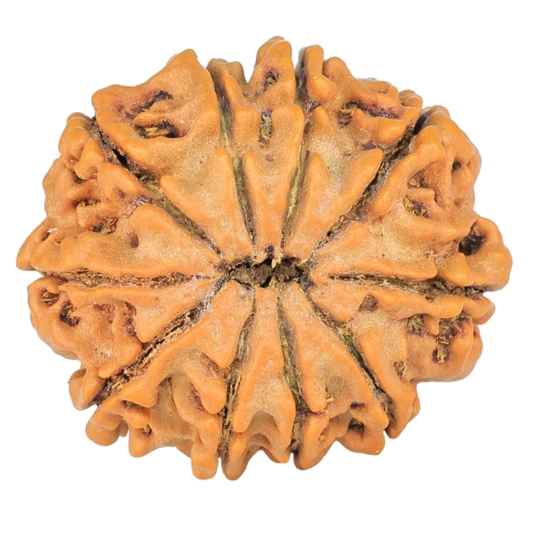 10 Mukhi Rudraksha 24.5mm 3.93gm - Rudraksha back