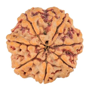 7 Mukhi Rudraksha 27.7mm 7.78gm - Rudraksha back