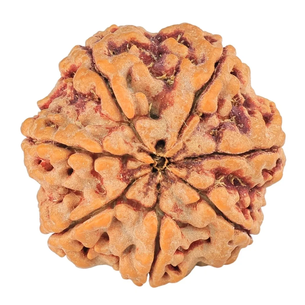 7 Mukhi Rudraksha 27.7mm 7.78gm - Rudraksha back
