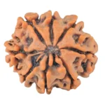 8 Mukhi Rudraksha 21.2mm 3.07gm - Rudraksha back