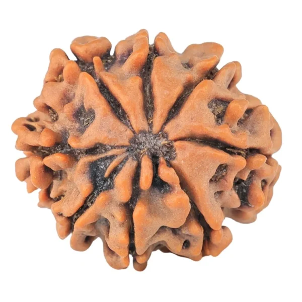 8 Mukhi Rudraksha 21.2mm 3.07gm - Rudraksha back