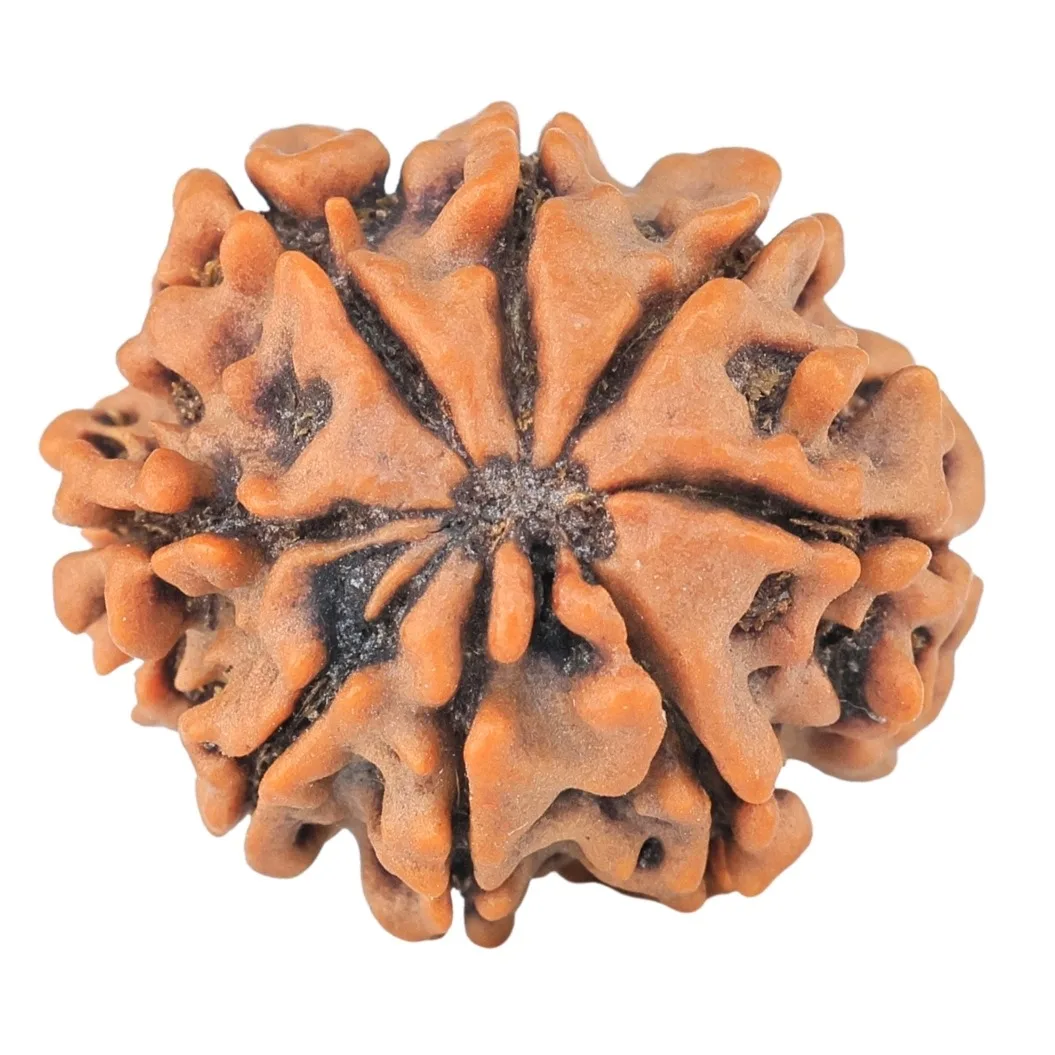 8 Mukhi Rudraksha 21.2mm 3.07gm - Rudraksha back