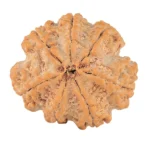 7 Mukhi Rudraksha 28.8mm 7gm - Rudraksha back