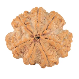 7 Mukhi Rudraksha 28.8mm 7gm - Rudraksha back