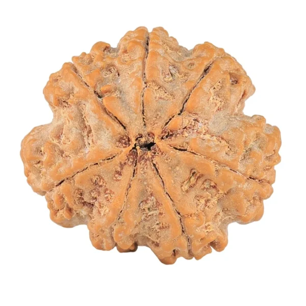 7 Mukhi Rudraksha 28.8mm 7gm - Rudraksha back