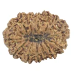 14 Mukhi Rudraksha 32.3mm 7.07gm - Rudraksha back