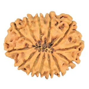 13 Mukhi Rudraksha 29.2mm 4.93gm - Rudraksha back