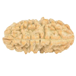 1 Mukhi Rudraksha 33.7mm 5.02gm - Rudraksha back