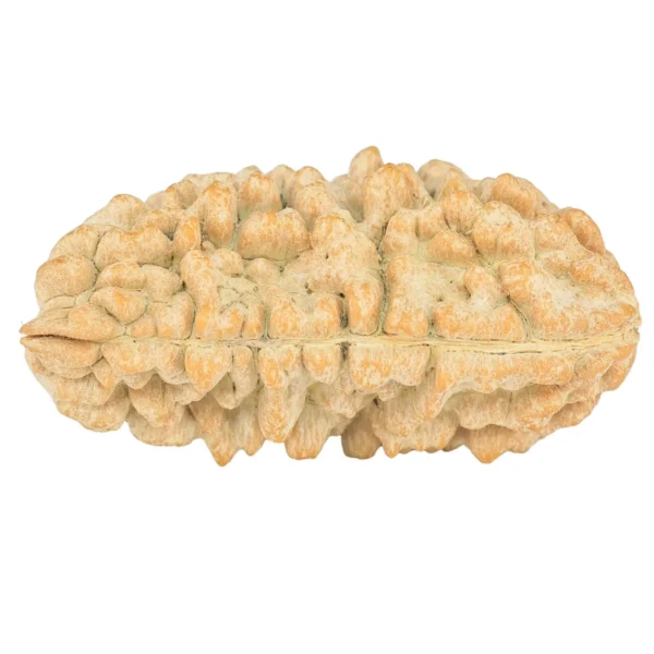 1 Mukhi Rudraksha 33.7mm 5.02gm - Rudraksha back