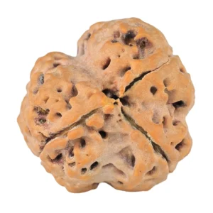 3 Mukhi Rudraksha 28.8mm 6.68gm - Rudraksha back