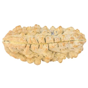 1 Mukhi Rudraksha 35.7mm 5.17gm - Rudraksha back