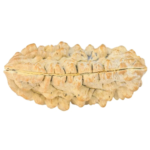 1 Mukhi Rudraksha 35.7mm 5.17gm - Rudraksha back