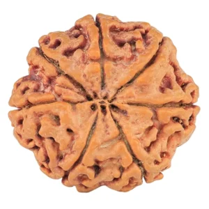 7 Mukhi Rudraksha 28.5mm 7.93gm - Rudraksha back