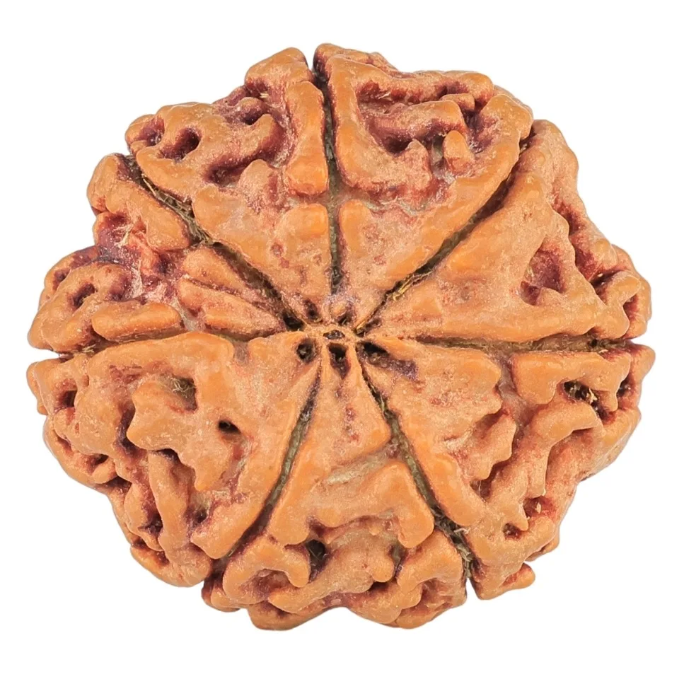 7 Mukhi Rudraksha 28.5mm 7.93gm - Rudraksha back
