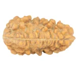 1 Mukhi Rudraksha 32.2mm 6.25gm - Rudraksha back