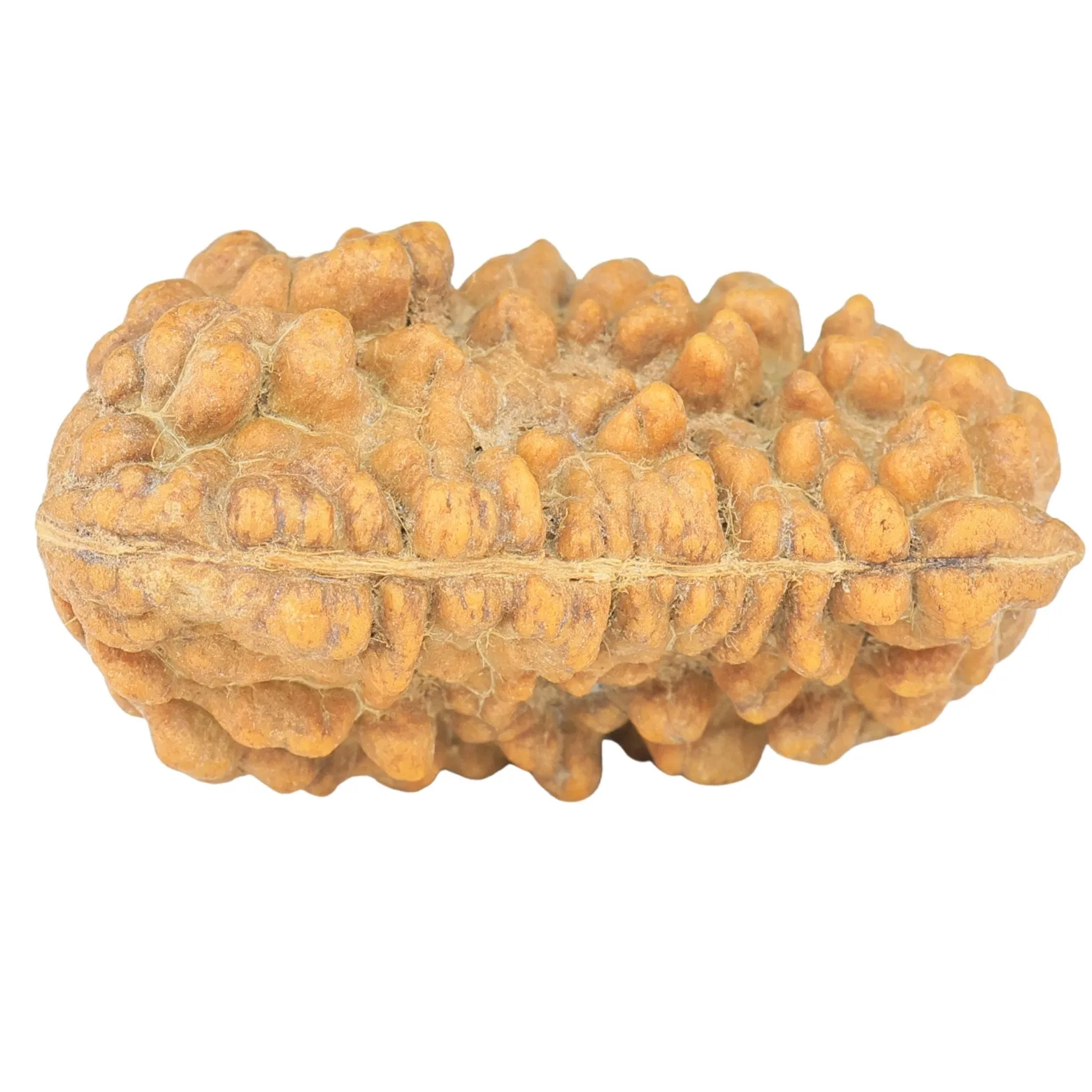 1 Mukhi Rudraksha 32.2mm 6.25gm - Rudraksha back