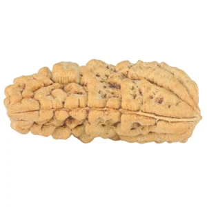 1 Mukhi Rudraksha 36.3mm 6.18gm - Rudraksha back