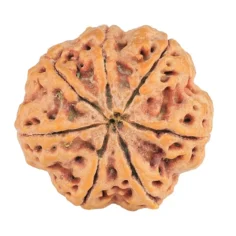 7 Mukhi Rudraksha 28.4mm 8.65gm - Rudraksha back