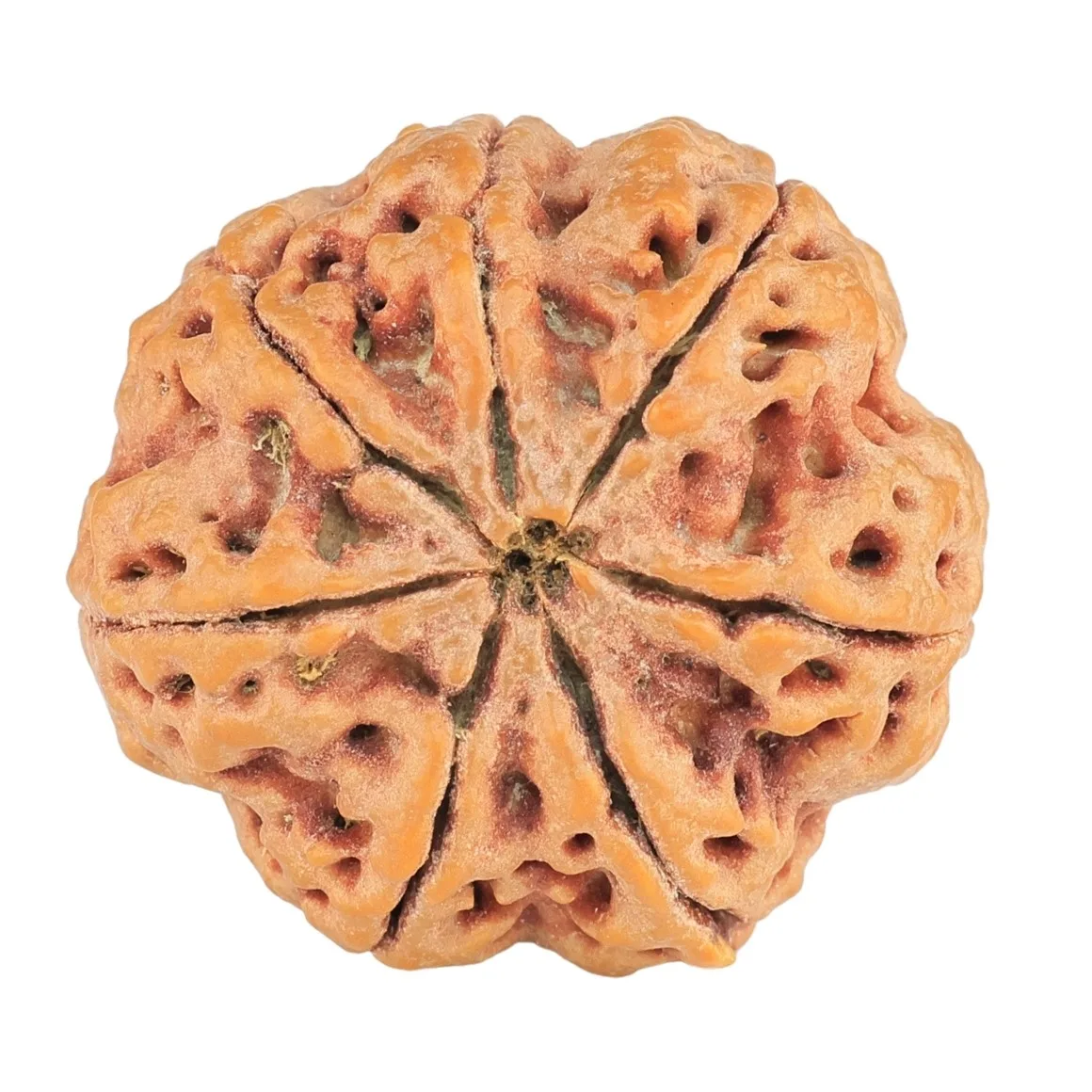 7 Mukhi Rudraksha 28.4mm 8.65gm - Rudraksha back