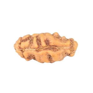 1 Mukhi Rudraksha 12.8mm 0.22gm - Rudraksha back