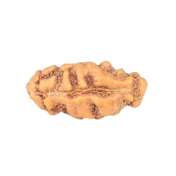 1 Mukhi Rudraksha 12.8mm 0.22gm - Rudraksha back