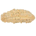 1 Mukhi Rudraksha 37.6mm 5.52gm - Rudraksha back