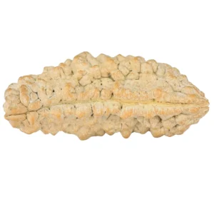 1 Mukhi Rudraksha 37.6mm 5.52gm - Rudraksha back