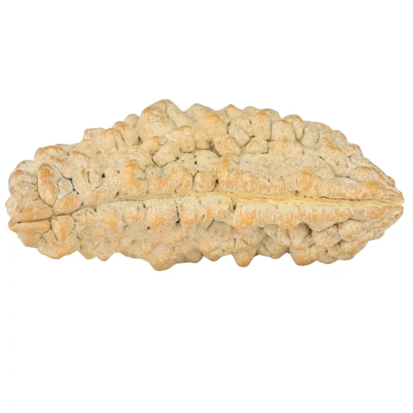 1 Mukhi Rudraksha 37.6mm 5.52gm - Rudraksha back
