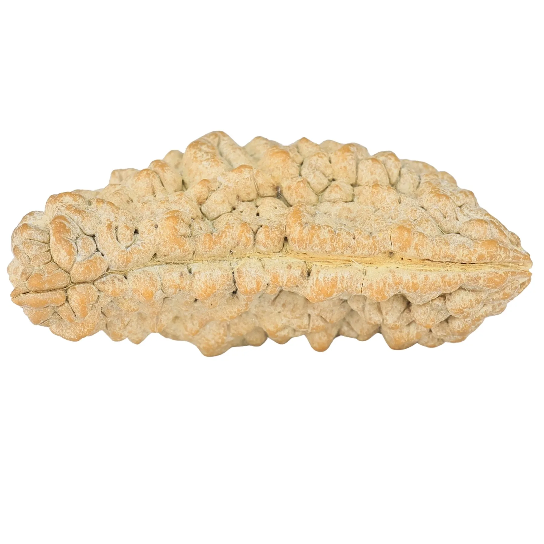1 Mukhi Rudraksha 37.6mm 5.52gm - Rudraksha back