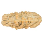 1 Mukhi Rudraksha 37.2mm 4.83gm - Rudraksha back