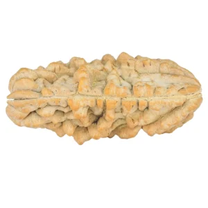 1 Mukhi Rudraksha 37.2mm 4.83gm - Rudraksha back